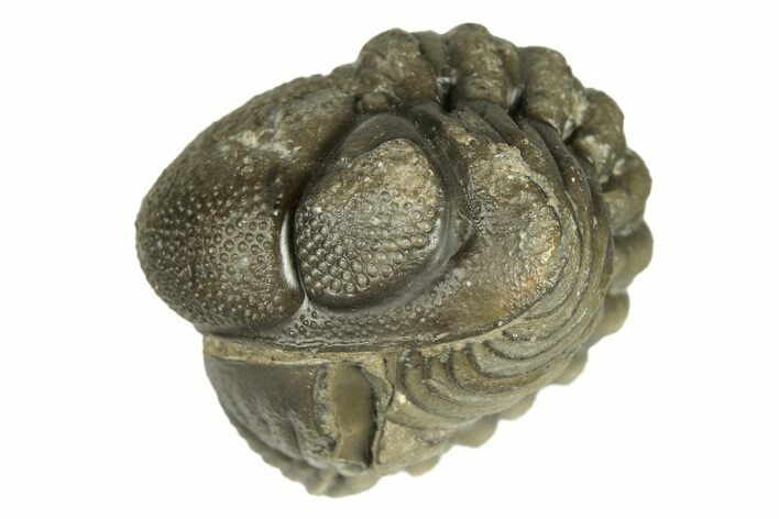 Long Enrolled Austerops Trilobite - Morocco #269194